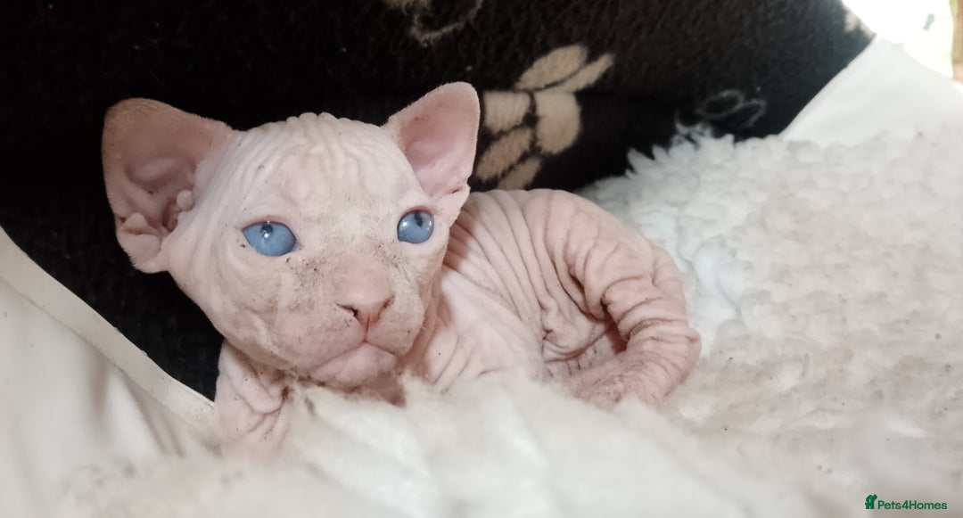 Sphynx cats for sale: Beautiful Sphinx available  - Image 2