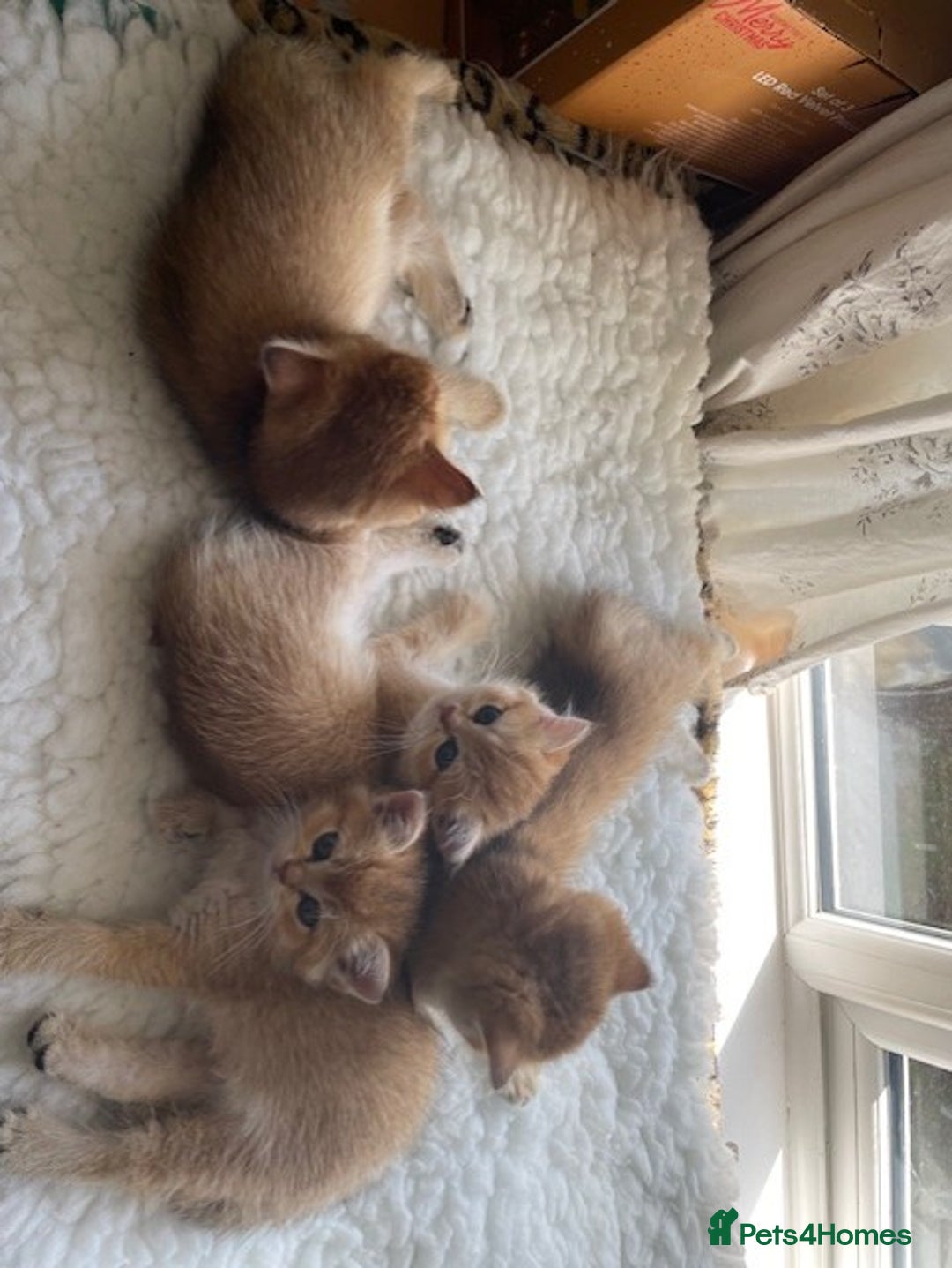 British Shorthair cats for sale: beautiful golden bsh kittens - Image 3