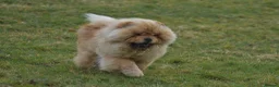 Chow Chow dogs for stud: Stunning Hungarian Import at Stud  - Advert 3