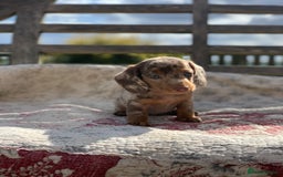 Miniature Dachshund dogs for sale: Beautiful Isabella mini dachshund  - Image 7
