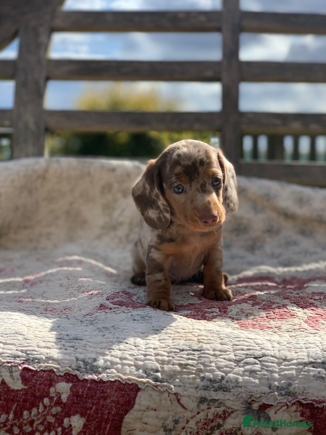 Miniature Dachshund dogs for sale: Beautiful Isabella mini dachshund  - Image 7