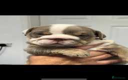 English Bulldog dogs for sale: English bulldog bible John lines  - Image 5