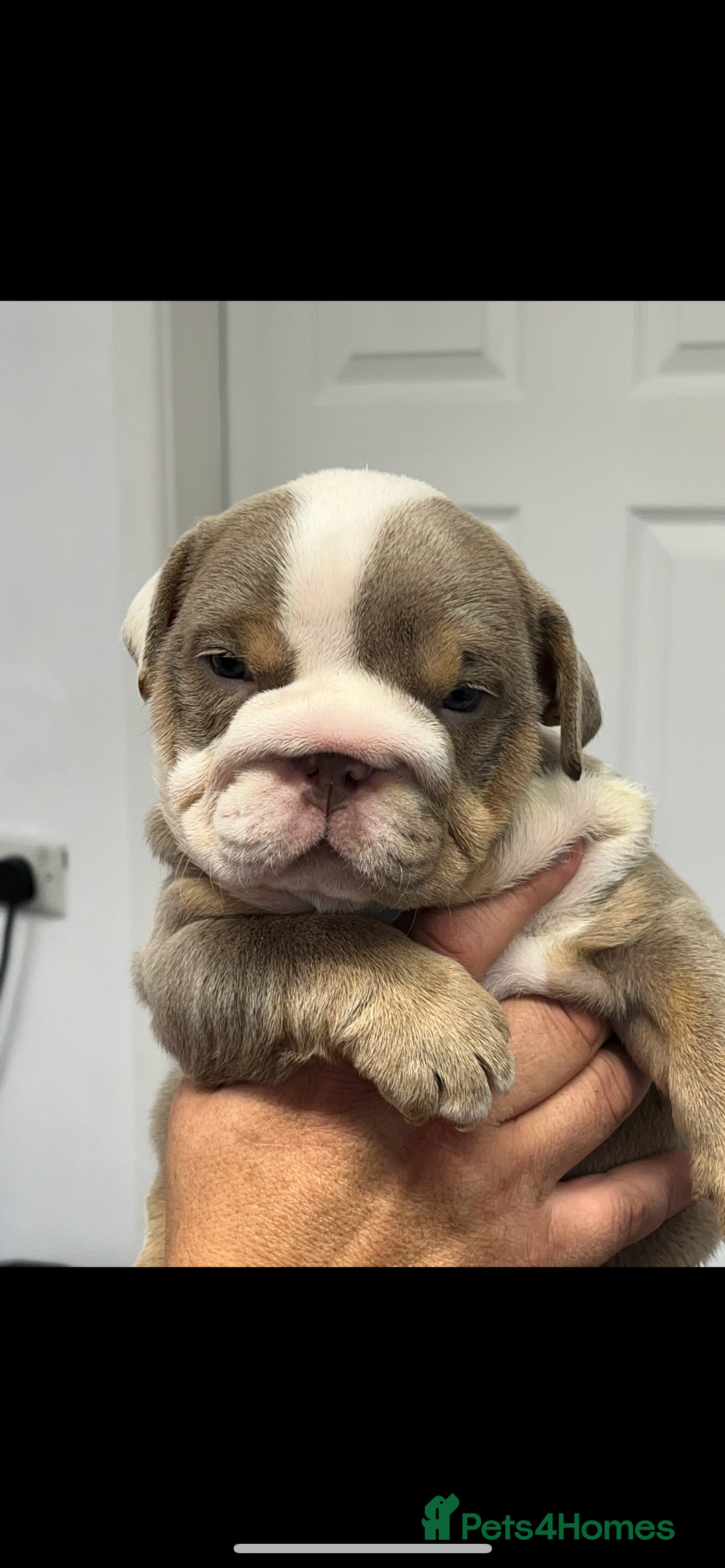 English Bulldog dogs for sale: English bulldog bible John lines  - Image 5