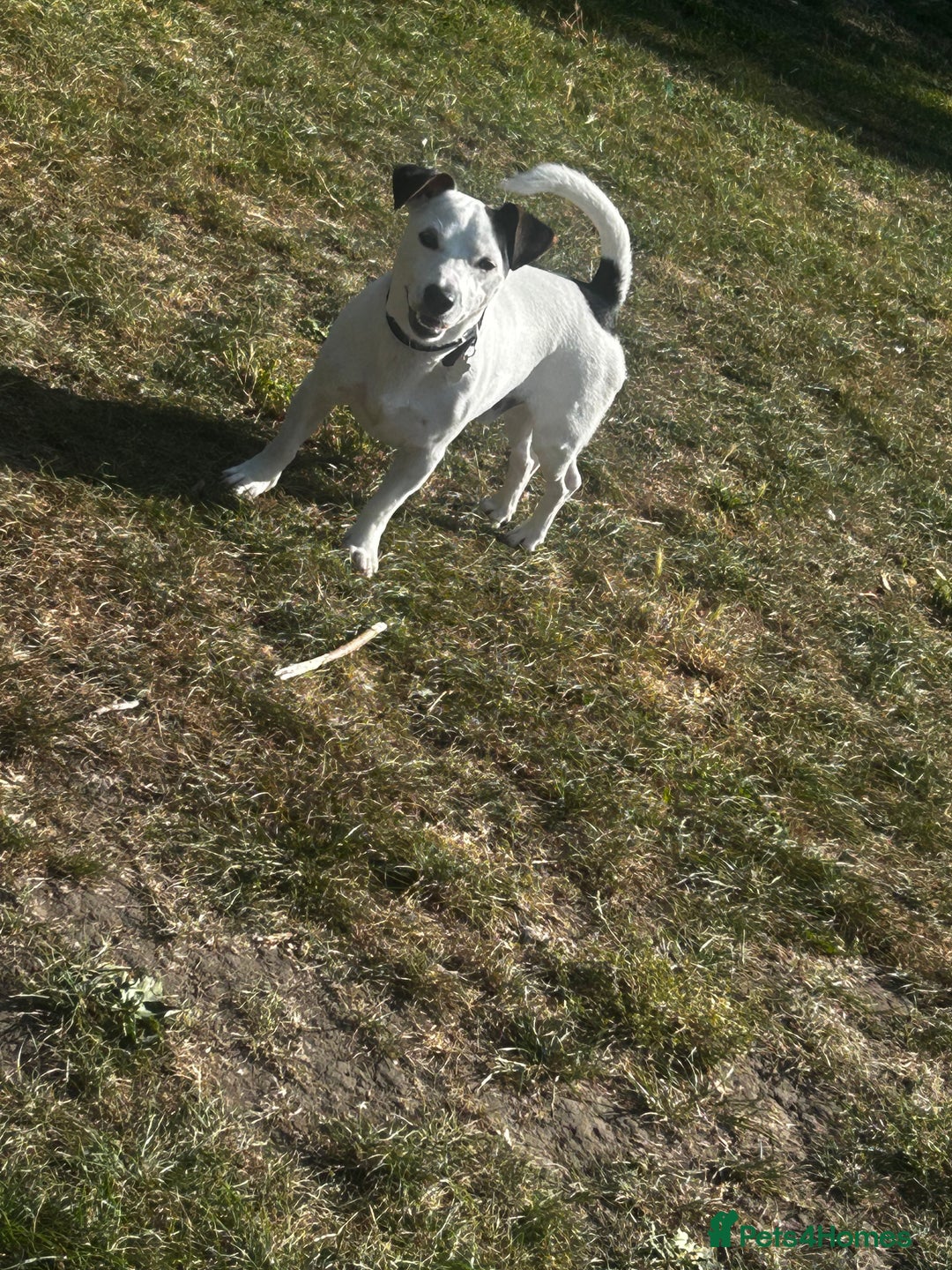 Jack Russell dogs for stud: JackRussell – 1 Year Old, Proven & Healthy in Maidstone - Image 3