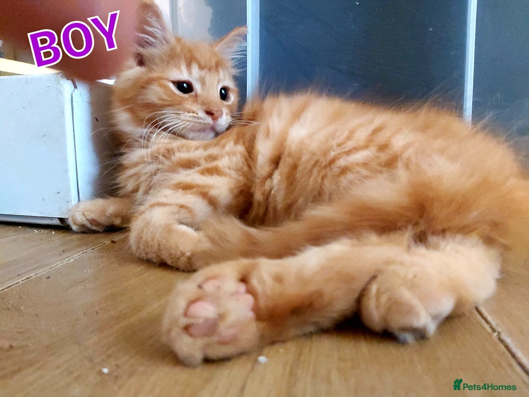 Mixed Breed cats for sale: Kittens - Image 2