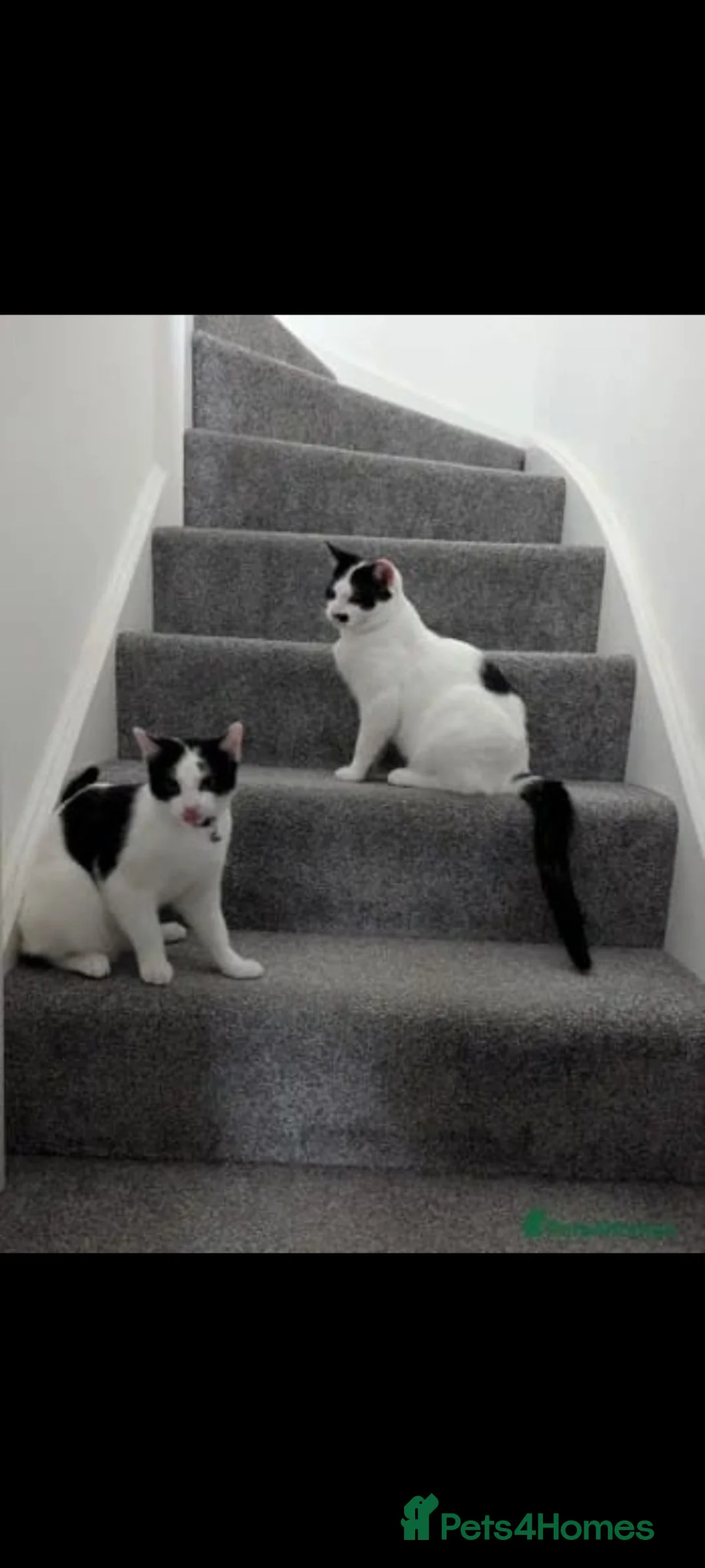 Mixed Breed cats for sale: Mixed bread  - Advert 2