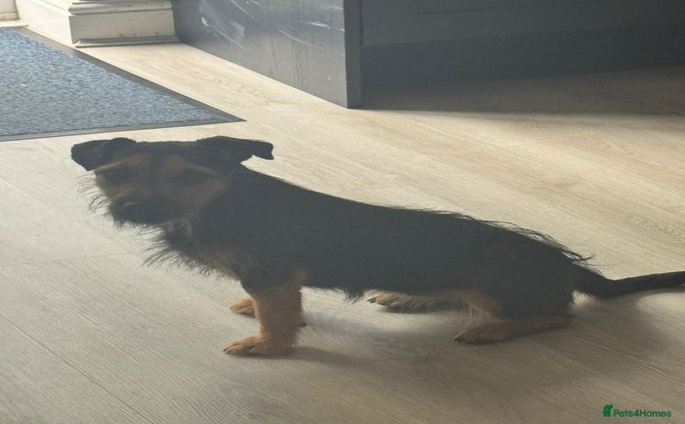 Border Terrier dogs - Advert 1