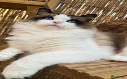 Ragdoll cats for sale: WORLD BEATIFUL RAGDOLL KITTEN/FIFe - Image 30