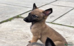 Belgian Shepherd Dog dogs for sale: Belgian shepherd pups - Image 4
