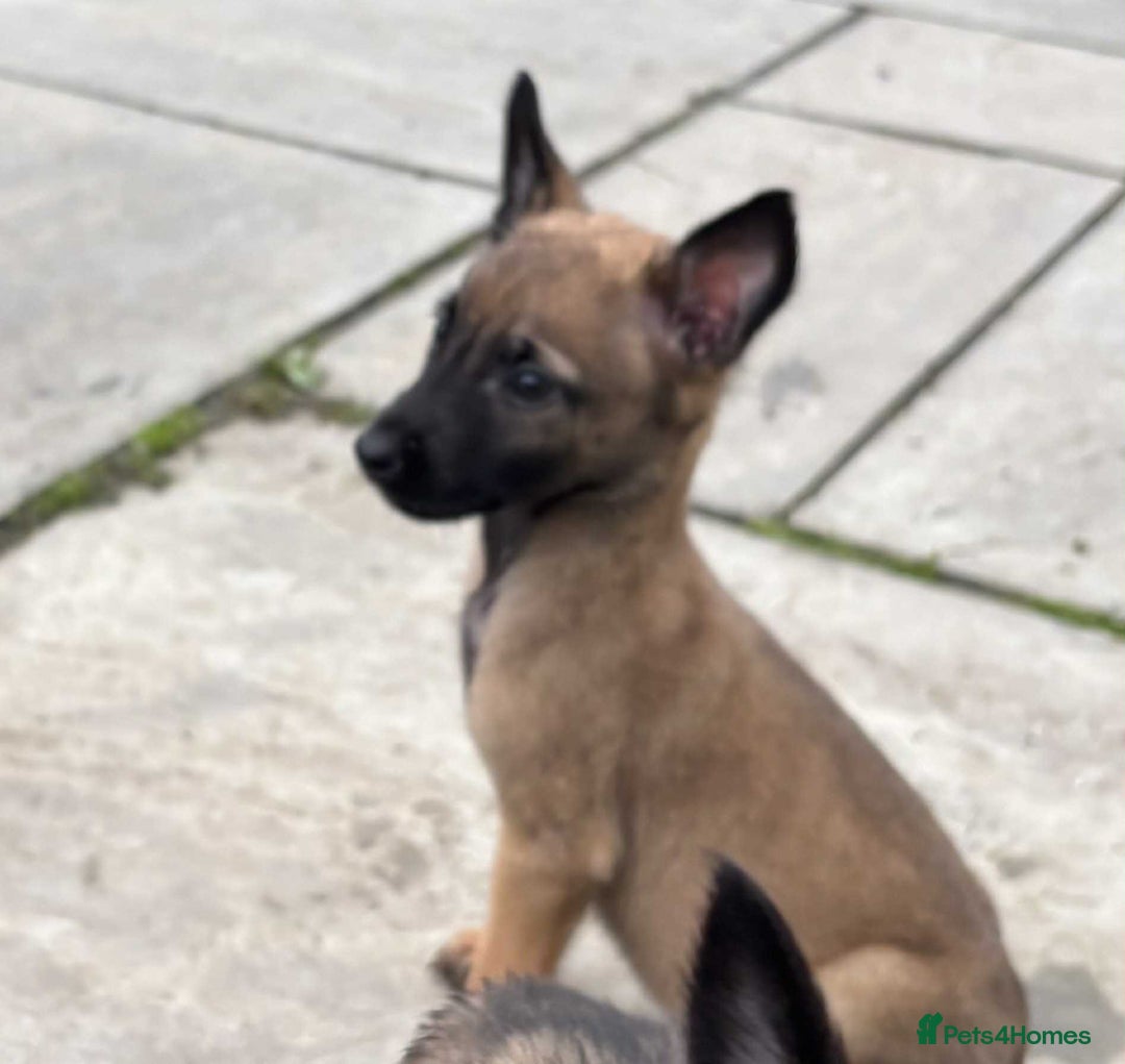 Belgian Shepherd Dog dogs for sale: Belgian shepherd pups - Image 4