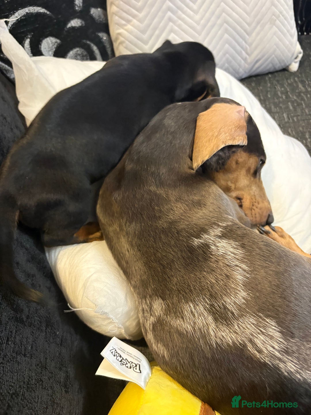 Dachshund dogs for sale: Beautiful dachshunds ready to leave now - Advert 24