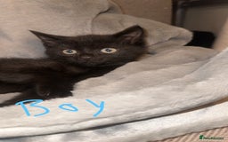 Mixed Breed cats for sale: Mixed breed kittens  - Image 4