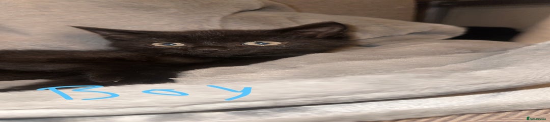 Mixed Breed Kitten 2