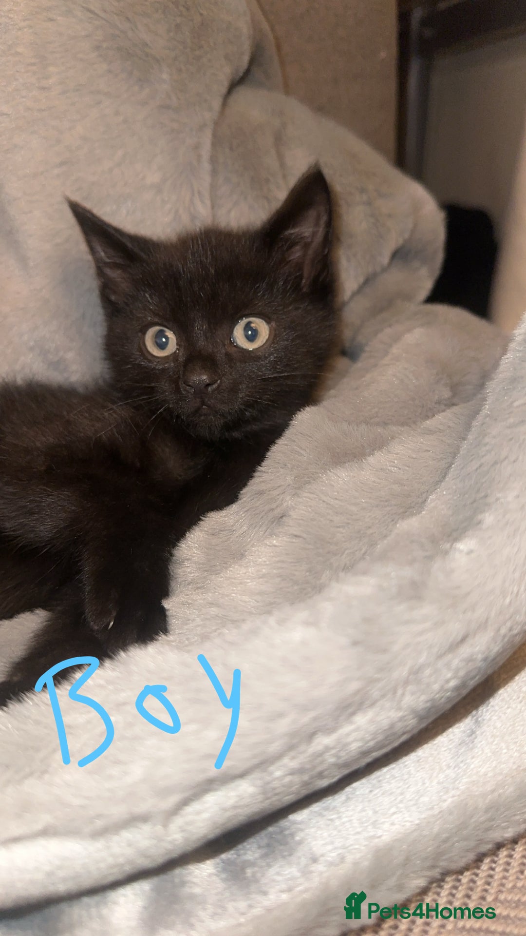 Mixed Breed cats for sale: Mixed breed kittens  - Image 4