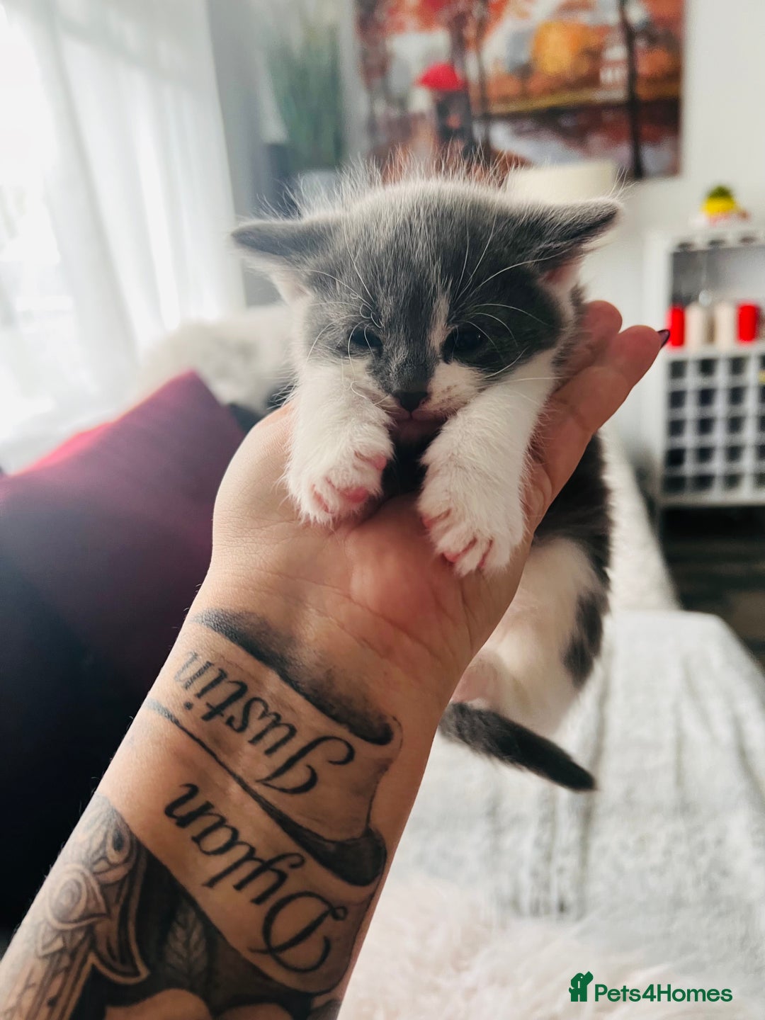 Mixed Breed cats for sale: Calico British Kittens – Home Raised – £350 Each - Advert 5