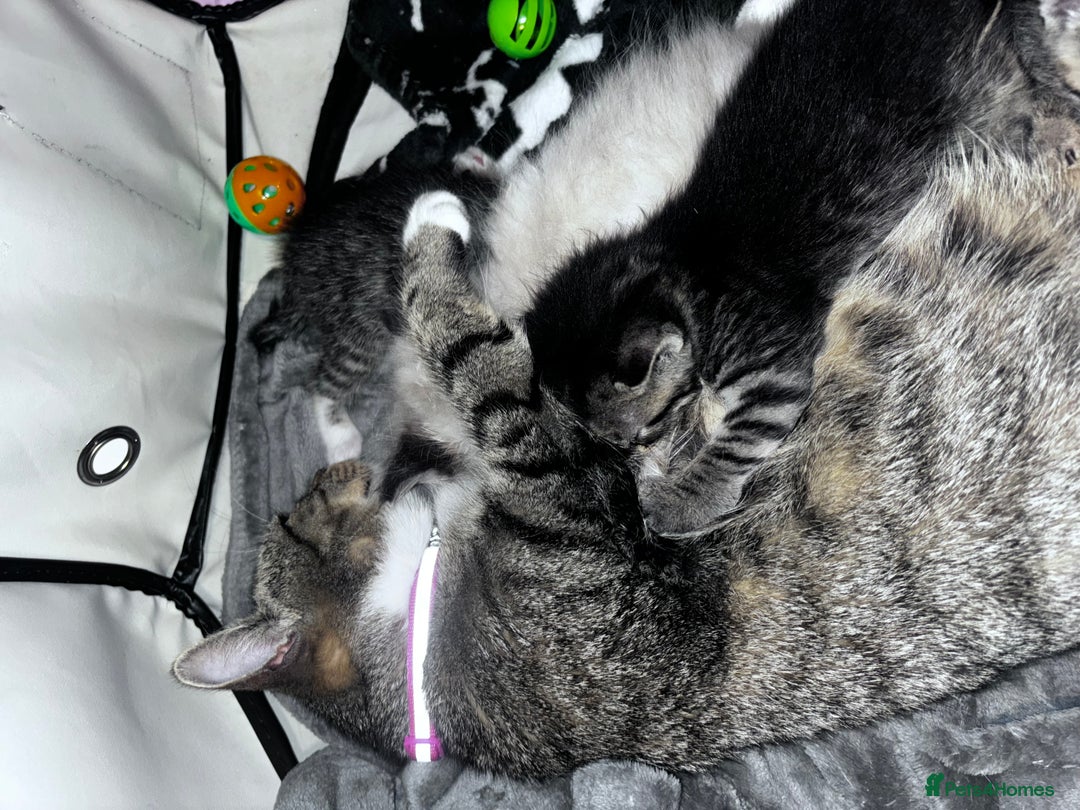 Mixed Breed cats for sale: 5 beautiful tabby kittens - Image 11