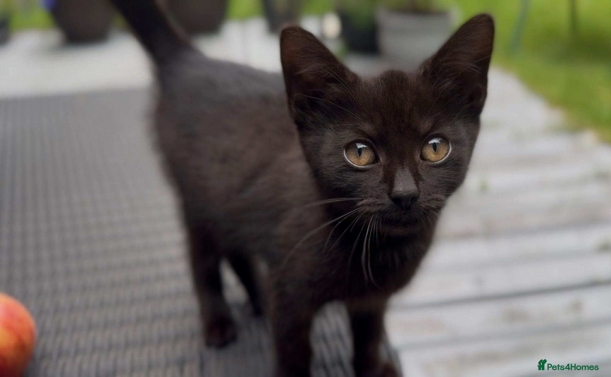Mixed Breed cats Stunning Sheba female kitten - Advert 1