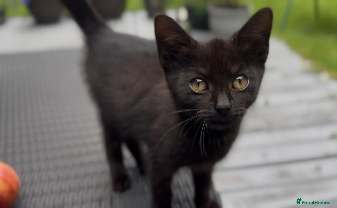 Mixed Breed cats for sale: Stunning Sheba female kitten - Advert 2