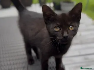 Mixed Breed cats Stunning Sheba female kitten - Advert 1
