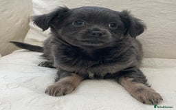 Chihuahua dogs for sale: Long Coated Merle Chihuahua Puppies - Image 5