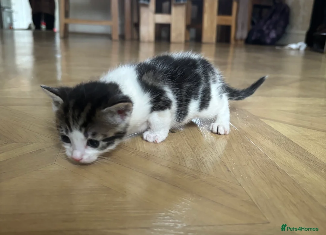 Mixed Breed cats for sale: Six Beautiful Kittens For Sale - Advert 4