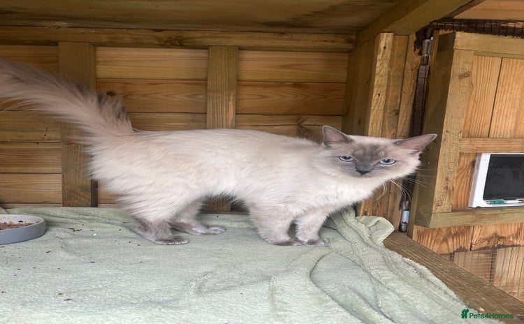 Ragdoll cats - Advert 8