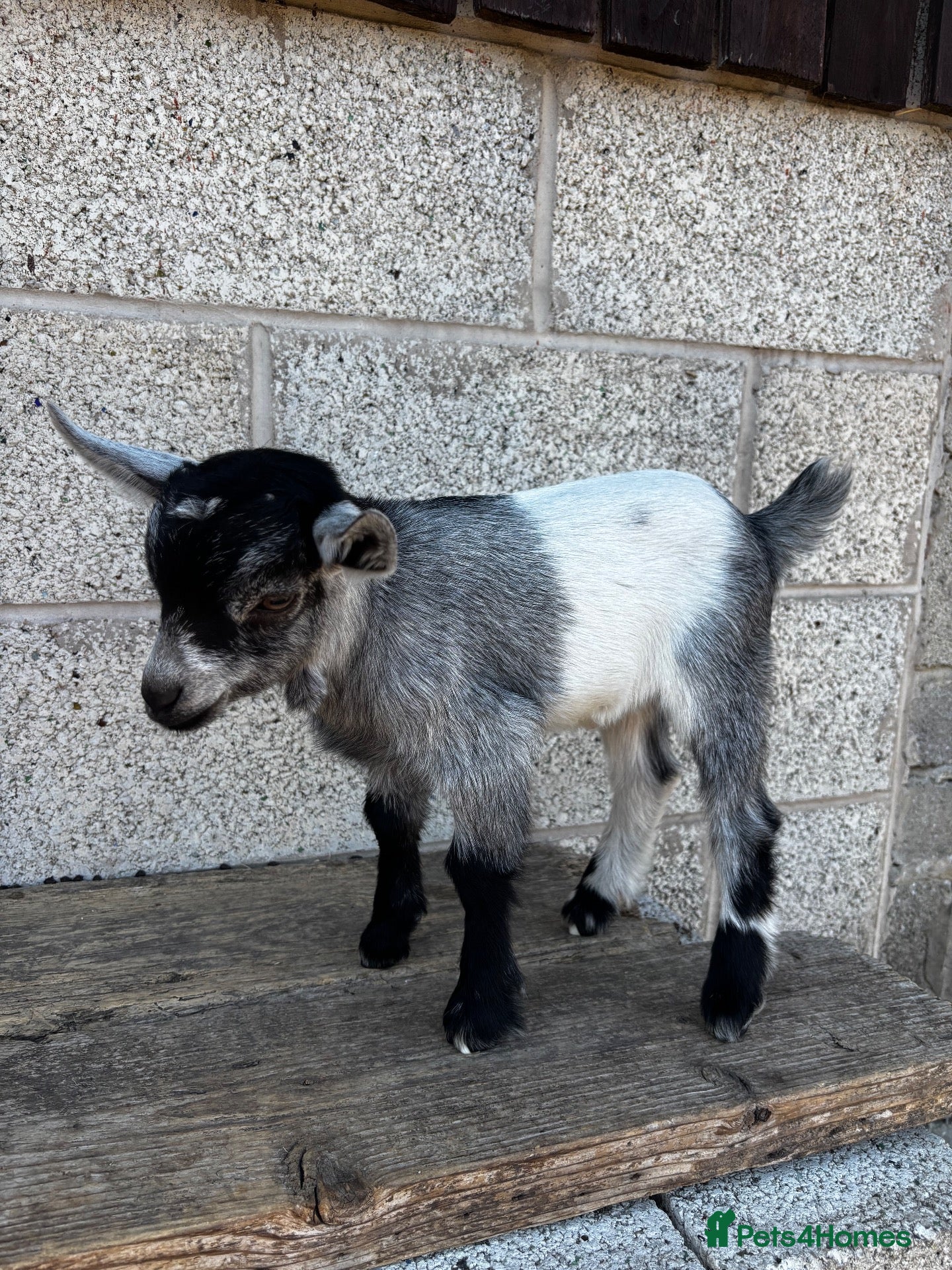 Mixed Breed livestock 2 x Pygmy Wether Kids Ready to Go  - Advert 2