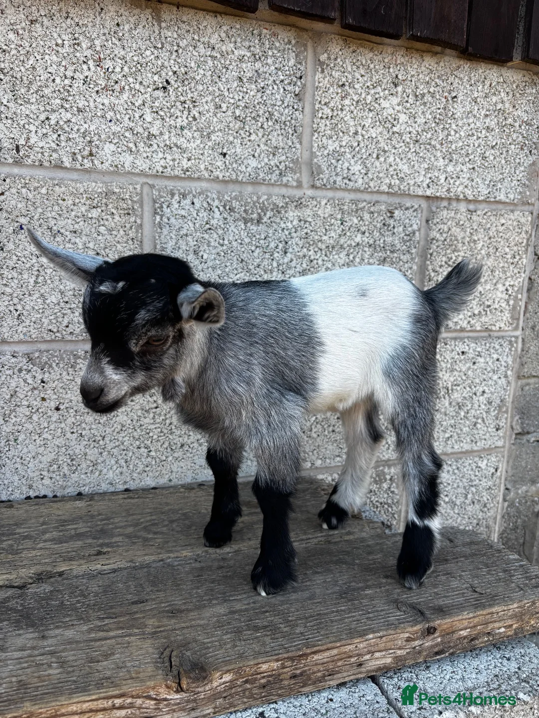 Mixed Breed livestock for sale: 2 x Pygmy Wether Kids Ready to Go  in Huddersfield - Advert 2