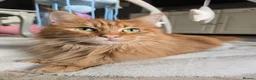 Maine Coon cats for sale: Red Maine Coon  in Etchingham - Advert 1