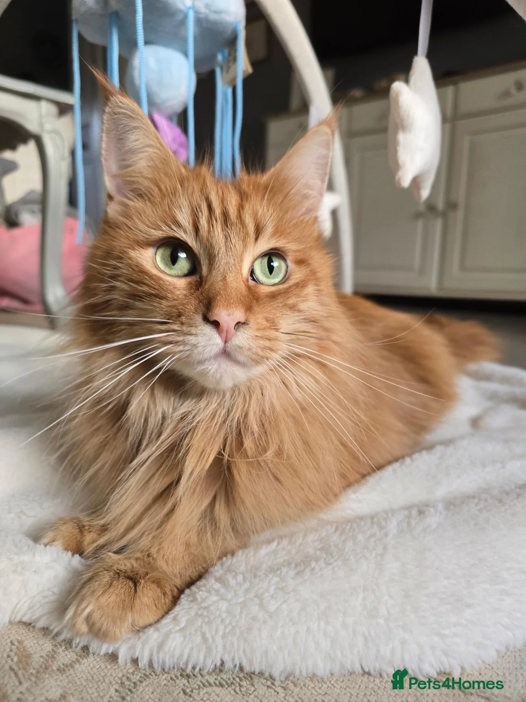 Maine Coon cats for sale: Red Maine Coon  in Etchingham - Advert 1
