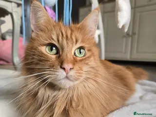 Maine Coon cats Red Maine Coon - Advert 5