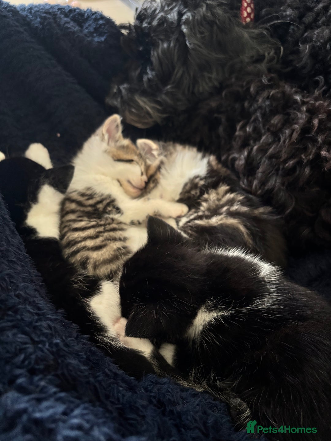 British Shorthair cats for sale: Four hand reared kittens Please read the info - Advert 11