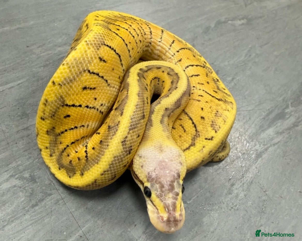 Python Snake reptiles Royal pythons  - Advert 3