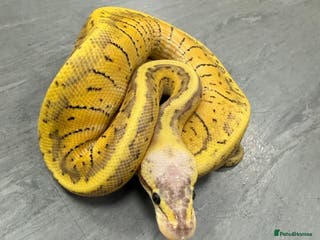 Python Snake reptiles Royal pythons - Advert 1