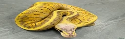 Python Snake reptiles for sale: Royal pythons  - Advert 1