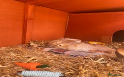 Mixed Breed rabbits for sale: 2 female bunny’s for sale 8 weeks old  - Image 7