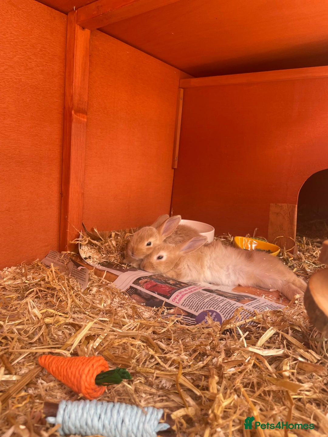 Mixed Breed rabbits for sale: 2 female bunny’s for sale 8 weeks old  - Image 7