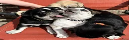 Pug dogs for sale: Kc registered pug puppies for sale - Advert 18