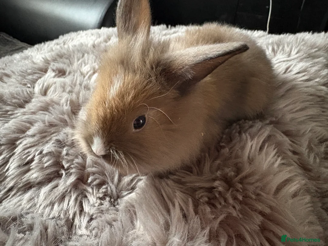 Lionhead rabbits for sale: 6 baby bunnies for sale - Advert 3