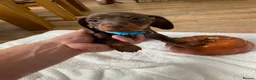 Dachshund dogs for sale: 5 chocolate and tan and 1 Isabelle and tan  in Cardiff - Advert 9