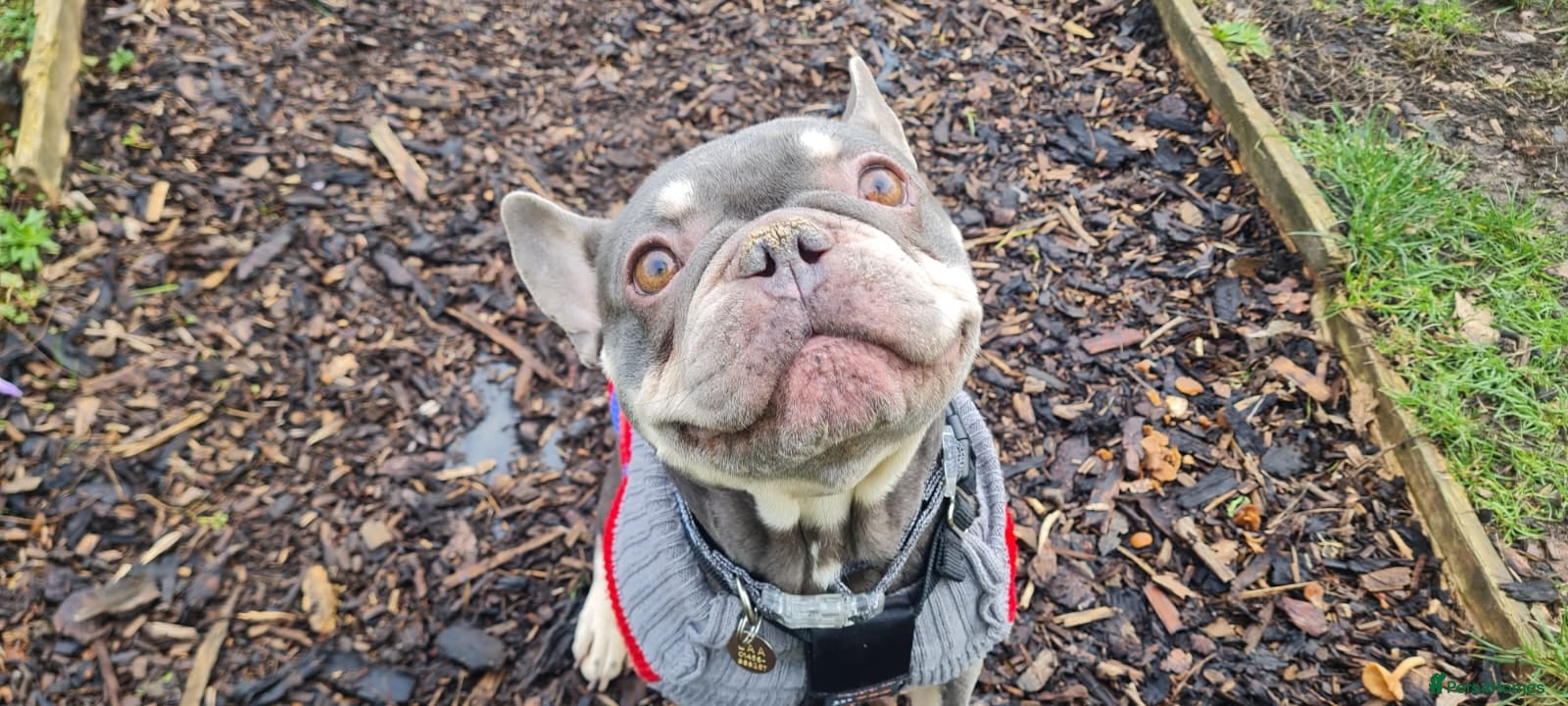 French Bulldog dogs Mash  - Advert 1