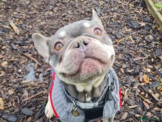 French Bulldog dogs Mash - Advert 1