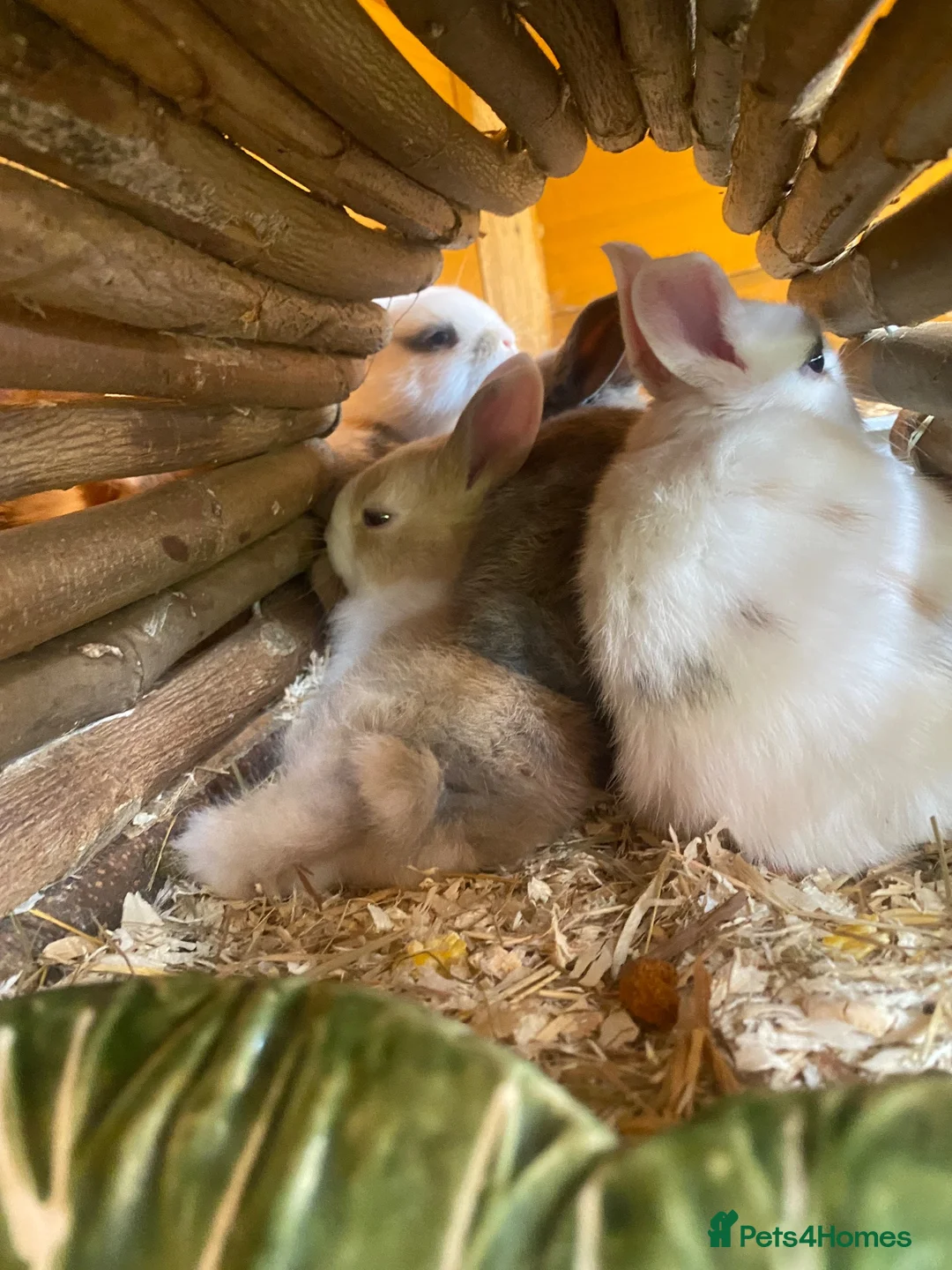 Mixed Breed rabbits for sale: Price reduced! 3 boys and 1 girl left  - Advert 5