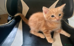 Mixed Breed cats for sale: Five Gorgeous Kittens available now ! - Image 15