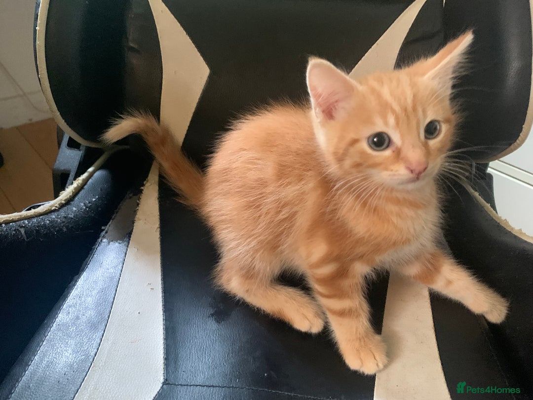 Mixed Breed cats for sale: Five Gorgeous Kittens available now ! - Image 15