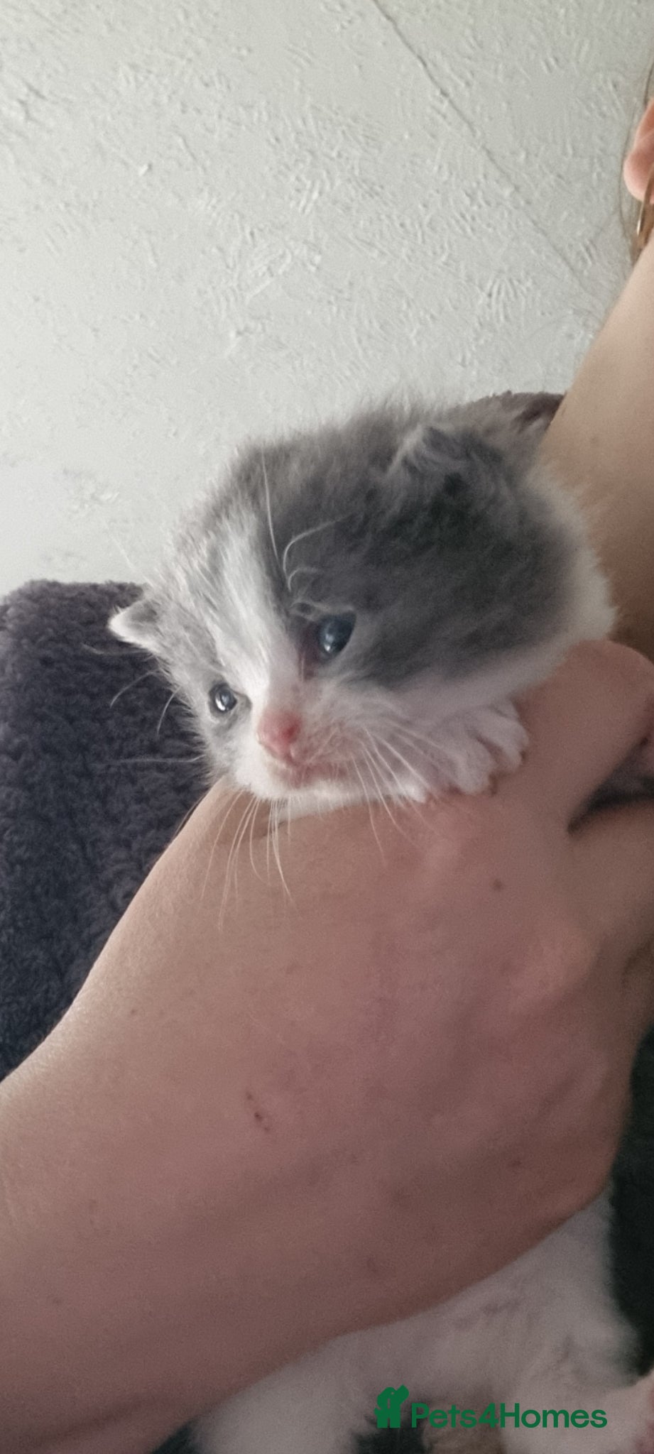 British Shorthair cats Full pedigree British shorthairs kitten's  - Advert 20