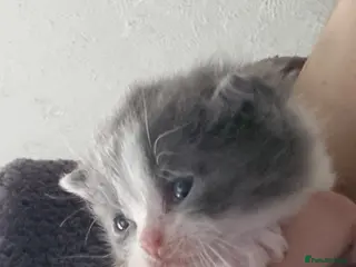 British Shorthair cats Full pedigree British shorthairs kitten's - Advert 20