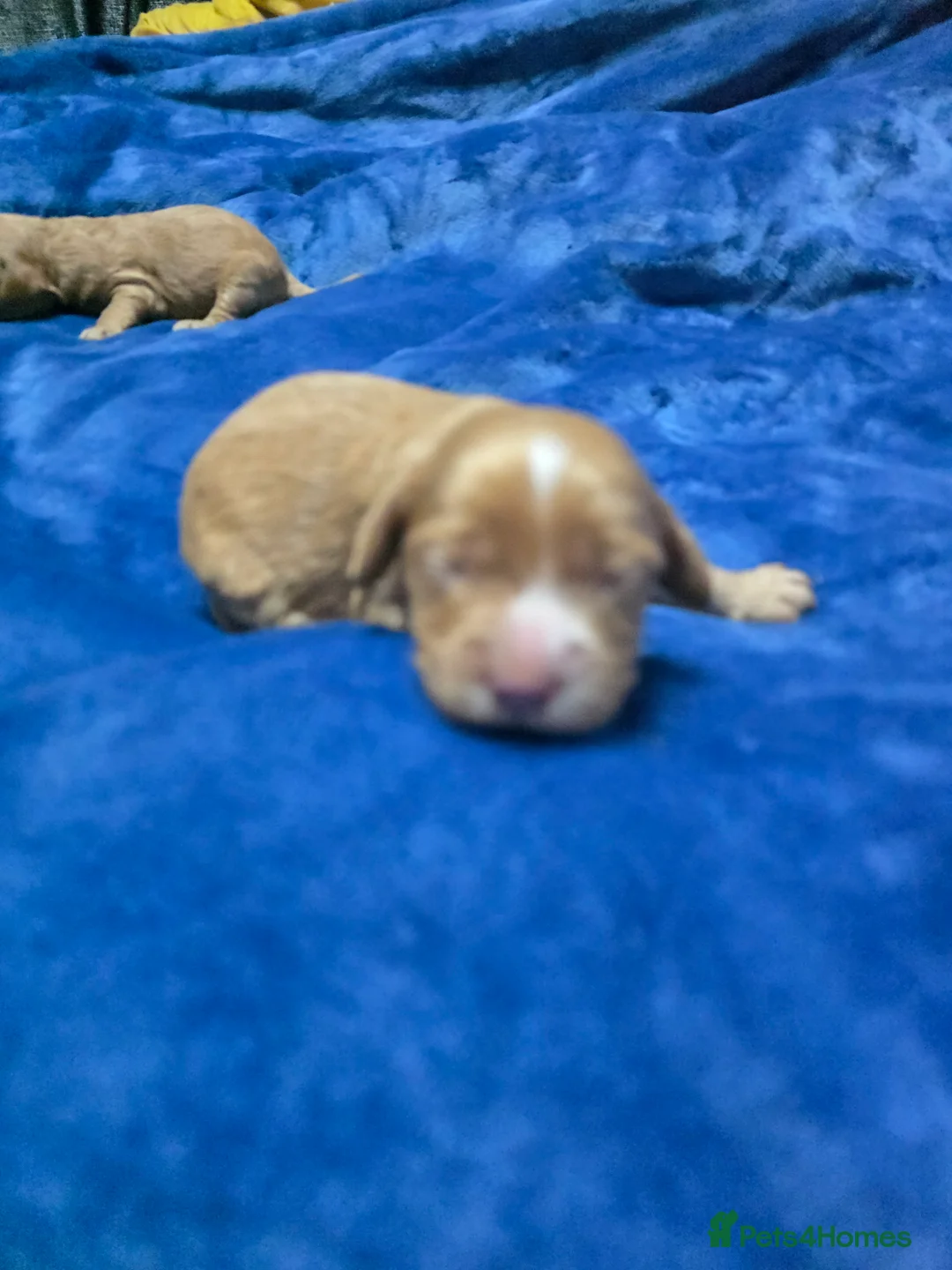 Cockapoo dogs for sale: Cockapoo puppies - Advert 40