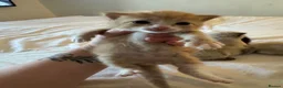 British Longhair cats for sale: Longhair kittens - Advert 2