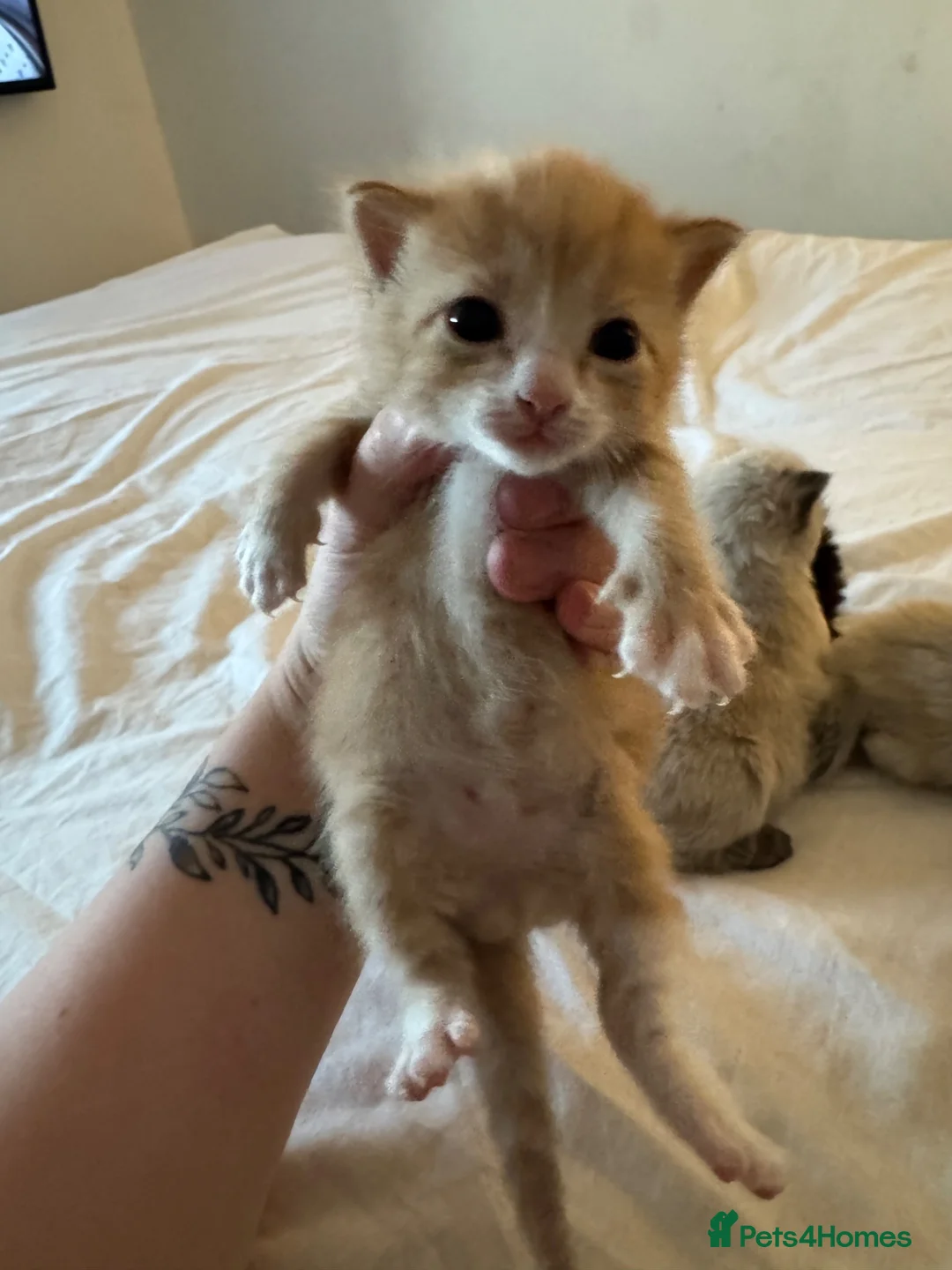 British Longhair cats for sale: Longhair kittens - Advert 2